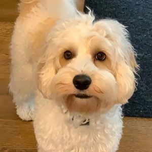 Meet your Posher, Dina